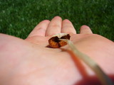 Conocybe apala image