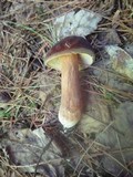 Xanthoconium purpureum image