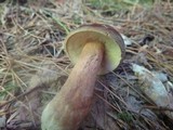 Xanthoconium purpureum image