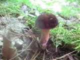 Xanthoconium purpureum image