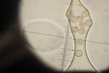 Crepidotus nephrodes image