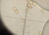 Crepidotus nephrodes image