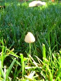 Conocybe apala image