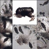 Amandinea punctata image