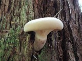 Tapinella atrotomentosa image