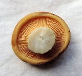 Tapinella atrotomentosa image