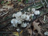 Mycena niveipes image
