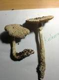 Amanita solitaria image