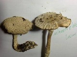 Amanita solitaria image