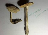 Amanita solitaria image