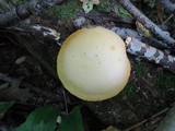 Gymnopilus luteus image