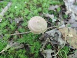 Entoloma conicum image
