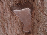 Ganoderma australe image