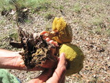 Frostiella russellii image