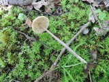 Entoloma conicum image