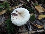 Lactarius pubescens image