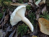 Lactarius pubescens var. betulae image