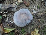 Russula cyanoxantha image