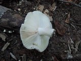 Russula cyanoxantha image