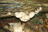 Lentinellus ursinus image