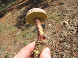 Frostiella russellii image