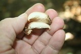Lentinellus ursinus image