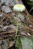Leucocoprinus fragilissimus image