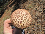 Frostiella russellii image