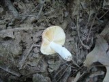 Russula pusilla image