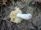 Russula pusilla image