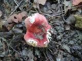 Russula pusilla image