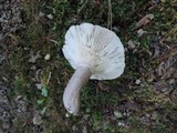 Lactarius mucidus image