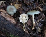 Clitocybe aeruginosa image