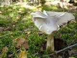 Amanita brunnescens image