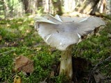 Amanita brunnescens image