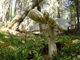 Amanita brunnescens image