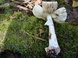 Amanita brunnescens image