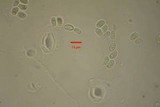 Gyroporus cyanescens image