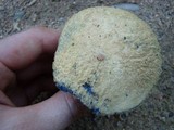 Gyroporus cyanescens image