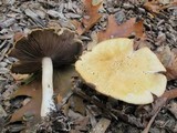 Stropharia hardii image