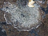 Acarospora fuscata image