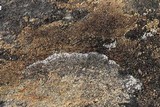 Acarospora fuscata image