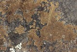 Acarospora fuscata image