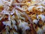 Pycnoporellus alboluteus image