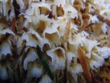 Pycnoporellus alboluteus image