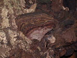 Ganoderma australe image