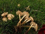Marasmius oreades image