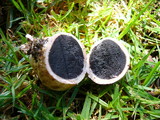 Scleroderma laeve image