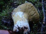 Hypomyces luteovirens image