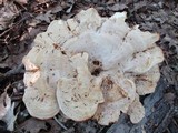 Bondarzewia berkeleyi image